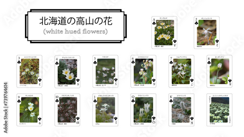 北海道の花のトランプ（クラブ編）
