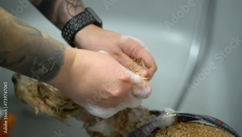 A toy poodle dog is washed in a bathtub in an animal grooming salon.