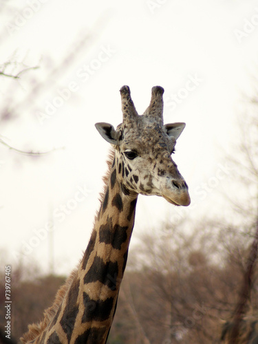 Giraffe in The Zoo © 민우 윤
