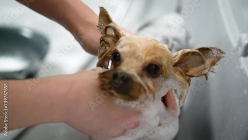 A Chihuahua is washed in a bathtub in a pet grooming salon.