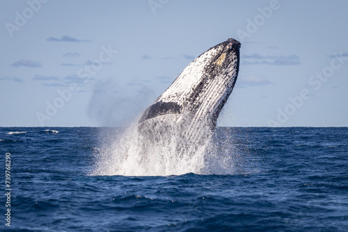 Whale breaching off the coast of NSW, Australia. 