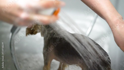 A Chihuahua is washed in a bathtub in a pet grooming salon.
