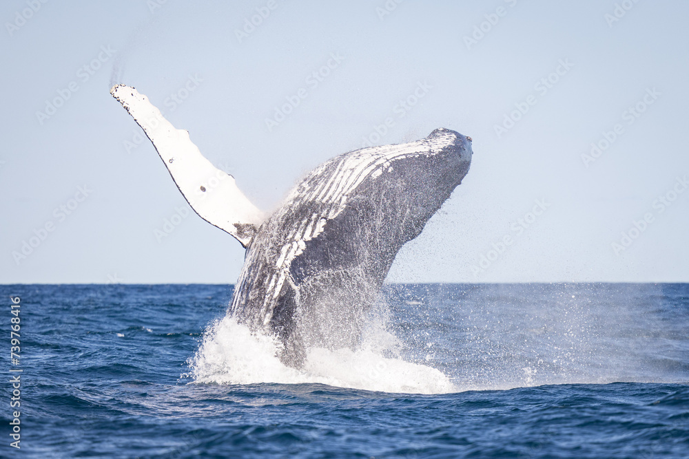 Naklejka premium Whale breaching off the coast of NSW, Australia. 
