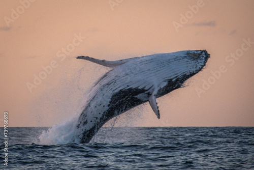 Sunset Whale Breaching, NSW Australia