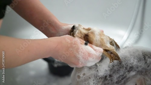 A Chihuahua is washed in a bathtub in a pet grooming salon.