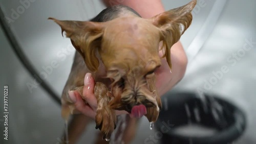 A Chihuahua is washed in a bathtub in a pet grooming salon.