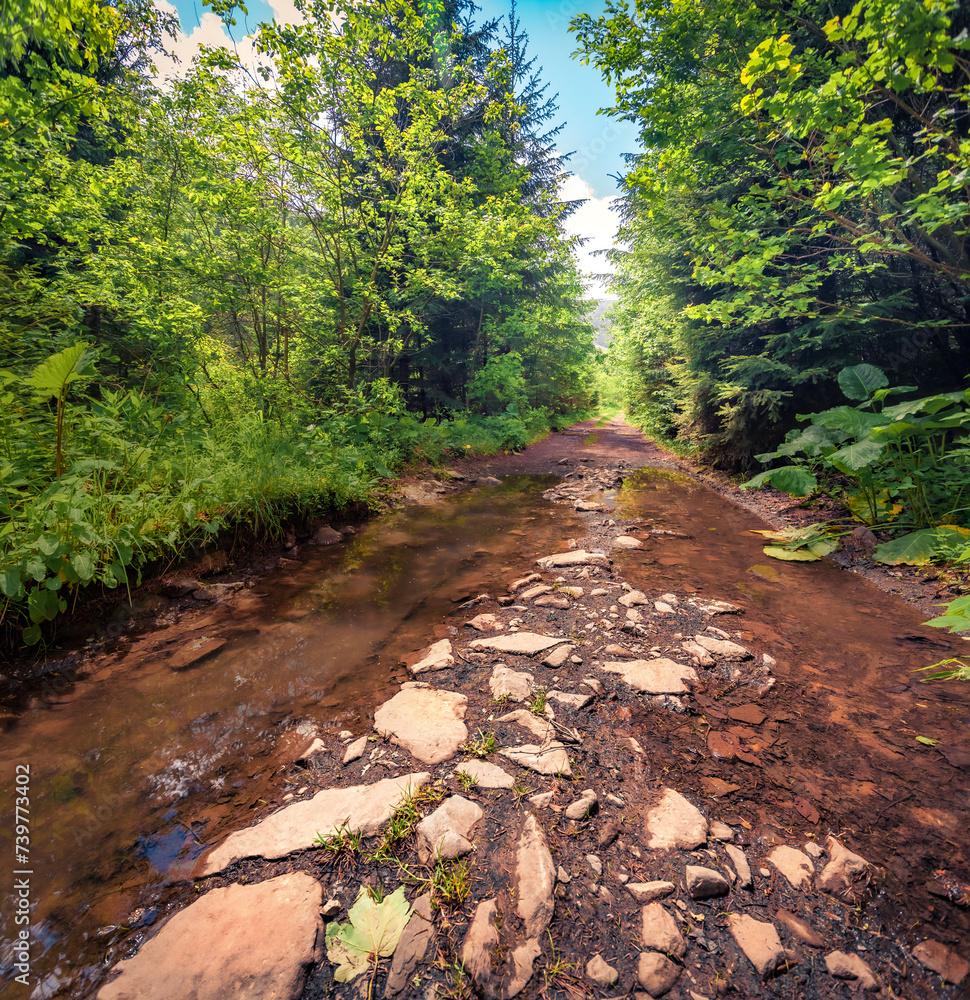 Obraz premium Sunny summer view of old country road in the middle of the forest with river flows along the road. Stunning morning scene of green foliage woodland at June. Beauty of nature concept background..