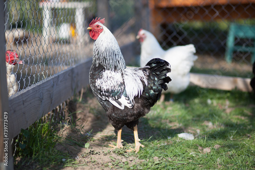 Cock of Plymouth Rock chicken on traditional rural barnyard photo