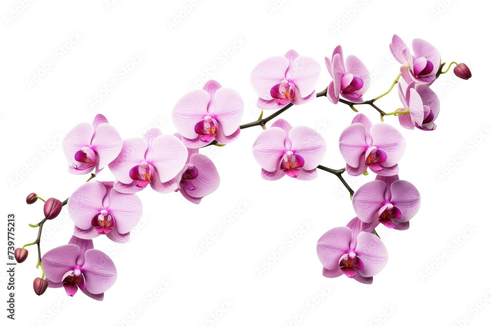 A branch of pink orchids. on a White or Clear Surface PNG Transparent Background. A branch of pink orchids. on a White or Clear Surface PNG Transparent Background.