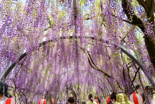 うららかな春日和に映える大きな花房が美しい大藤の花
Beautiful large wisteria flowers that stand out in the bright spring weather
日本(春)
 Japan (spring) 
九州・福岡県柳川市(2023年)
 中山大藤(福岡県柳川:中山熊野神社境内)
「大きな花房が美しい！ 柳川市が誇る県指定天然記念物の名木」 photo