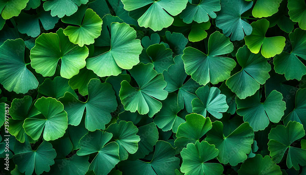 Dense Ginkgo Biloba Leaves in Lush Greenery Dense Ginkgo Biloba Leaves in Lush Greenery