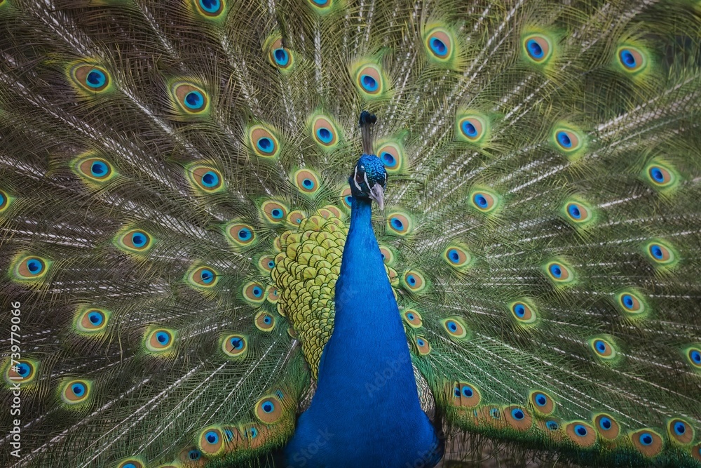 Fototapeta premium Claiming peacock with tail extended, Beautiful Peacock showing off his tail, Czech republic, ZOO Olomouc