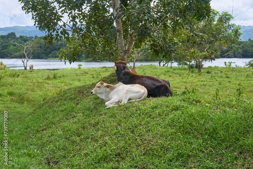 Sleepy cows