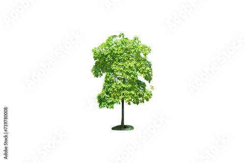 Close-up of a tree isolated on a png file with a transparent background.