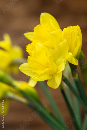 Fototapeta Naklejka Na Ścianę i Meble -  Yellow narcissus daffodil on rustic wooden background, floral nature vertical photography