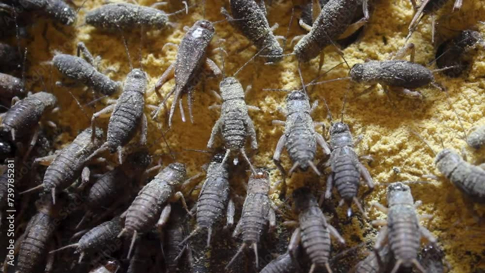 Close-up view, cultivation of crickets or Gryllidae, in traditional Indonesian farms. with soft focus in the background Close-up view, cultivation of crickets or Gryllidae, in traditional Indonesian farms. with soft focus in the background