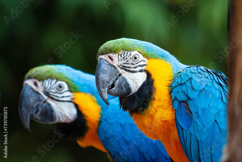 due pappagalli ara blu, primo piano