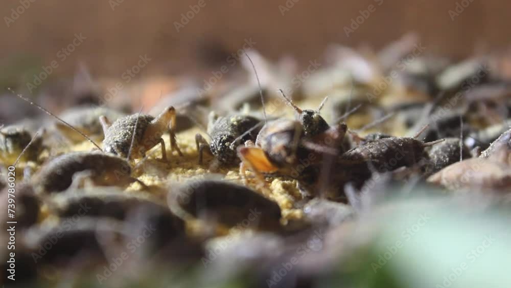 Close-up video, cicada cultivation or Gryllidae, in traditional Indonesian farms. with soft focus in the background Close-up video, cicada cultivation or Gryllidae, in traditional Indonesian farms. with soft focus in the background
