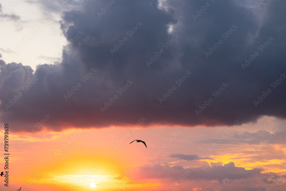 Dramatic clouds and seagull at sunset