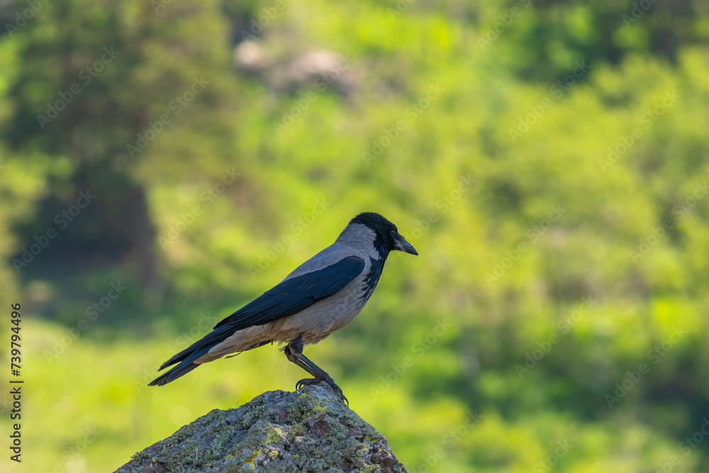Fototapeta premium mountains lakes cloudy sky waterfall green and nature landscapes