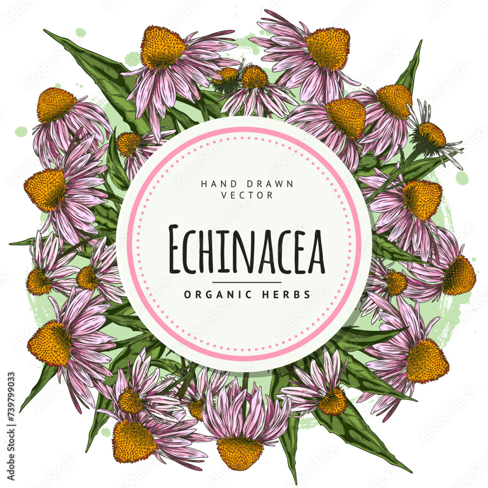 Round frame with hand drawn colorful echinacea flowers and leaves Round frame with hand drawn colorful echinacea flowers and leaves