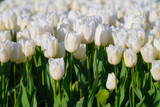 White tulips background. Floral background. A field with rows of tulips. Agricultural season in the Netherlands.