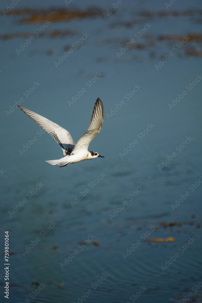 Whiskered Tern
in flight Whiskered Tern
in flight