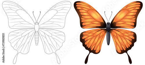 Vector illustration of a butterfly  black and white to color