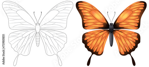 Vector illustration of a butterfly, black and white to color