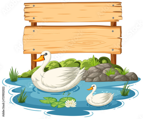 Two swans swimming near a blank wooden sign.