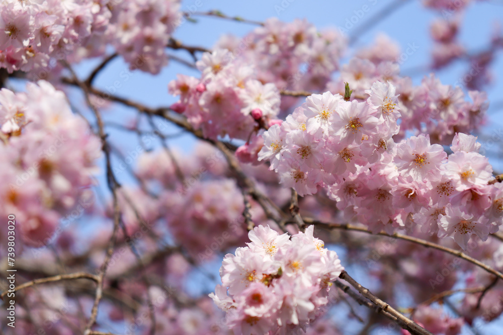 開花し満開になった桜の花木、日本の春