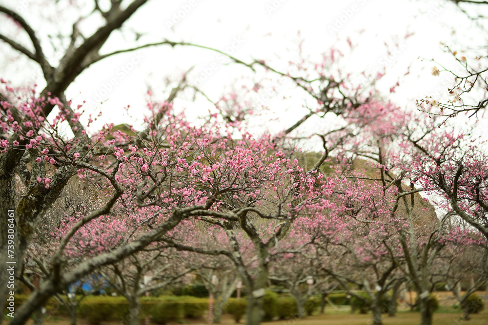 Fototapeta premium 梅林