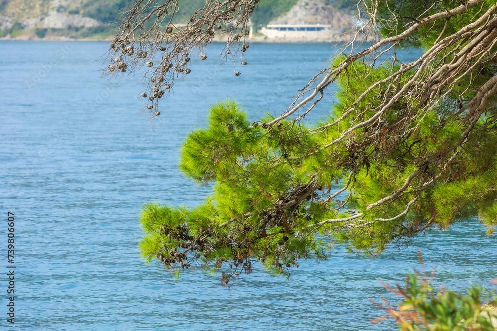 pine branch with cones and azure Adriatic Sea pine branch with cones and azure Adriatic Sea