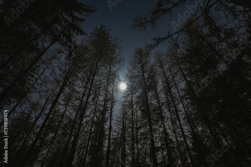 Bright moon and starry sky, view through the night forest in winter.