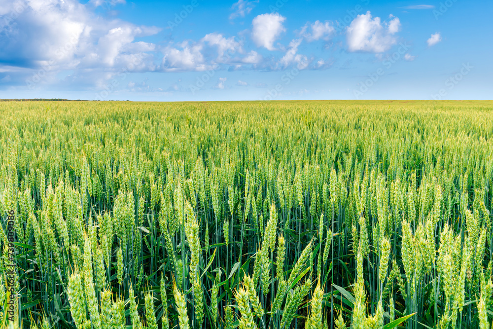 panoramic view at beautiful spring sunset in a green shiny field with green wheat and golden sun rays, deep blue cloudy sky on a background panoramic view at beautiful spring sunset in a green shiny field with green wheat and golden sun rays, deep blue cloudy sky on a background