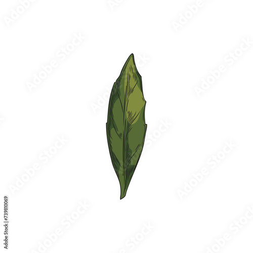 Calendula leaf vector illustration