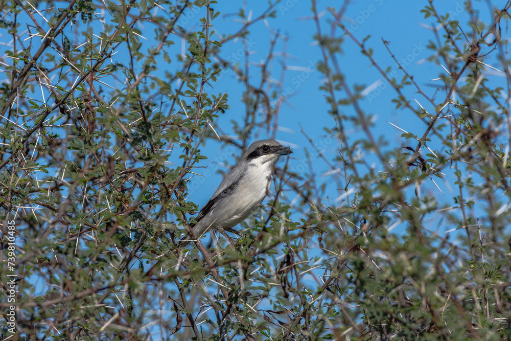 Great Grey Shrike
