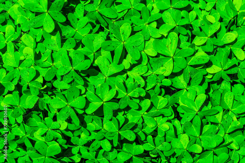 texture of green shamrock close up , clover backdrop macro , fresh grass trefoil background. texture of green shamrock close up , clover backdrop macro , fresh grass trefoil background.