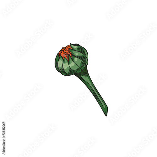 Vector design element of unopened calendula bud. Ideal for health and beauty.
