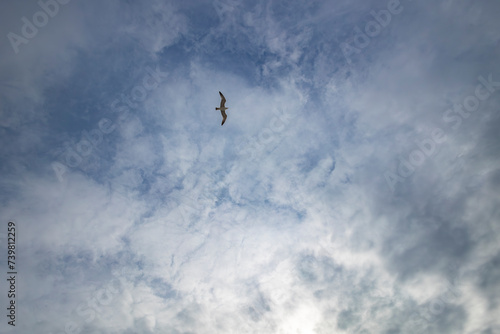 Tableau sur toile A seagull flying far up from the ground
