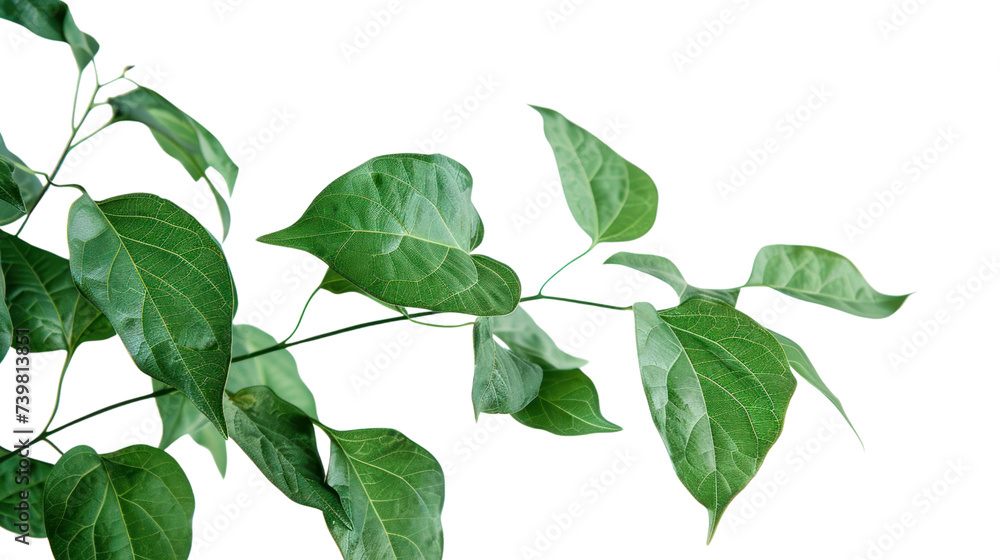 Fototapeta premium Green leaves isolated on transparent and white background.PNG image