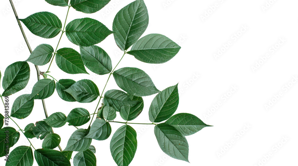 Green leaves isolated on transparent and white background.PNG image Green leaves isolated on transparent and white background.PNG image