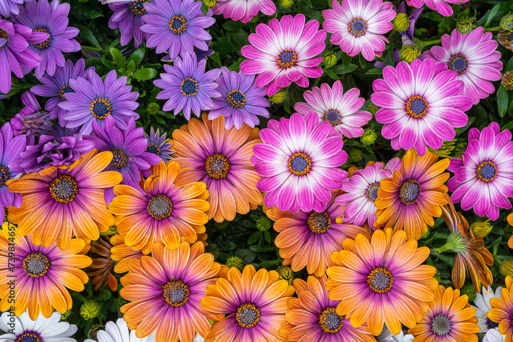 Small Multicolored Chrysanthemums Pattern, Natural Blooming Texture Background Top View Small Multicolored Chrysanthemums Pattern, Natural Blooming Texture Background Top View