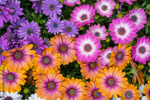 Small Multicolored Chrysanthemums Pattern, Natural Blooming Texture Background Top View