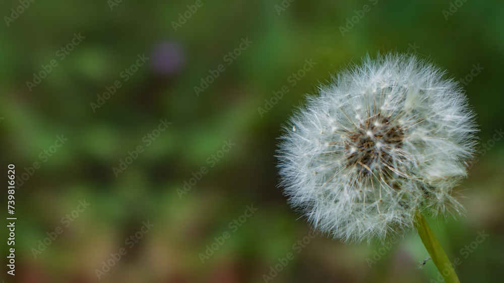 Dandelion, 蒲公英, Diente de león, टैरेक्सकम, Pissenlit, هندباء, Одуванчик. Dandelion Close-Up, Dandelion in Seed Stage, Sunny Day Dandelion, Dandelion Seeds in Nature. Spring. Summer. Autumn. Background Dandelion, 蒲公英, Diente de león, टैरेक्सकम, Pissenlit, هندباء, Одуванчик. Dandelion Close-Up, Dandelion in Seed Stage, Sunny Day Dandelion, Dandelion Seeds in Nature. Spring. Summer. Autumn. Background