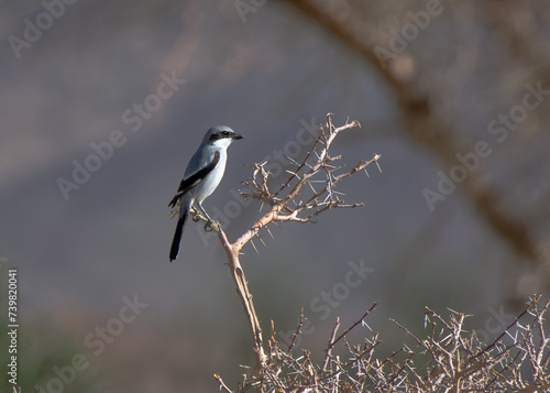 great grey shrike, Lanius excubitor 