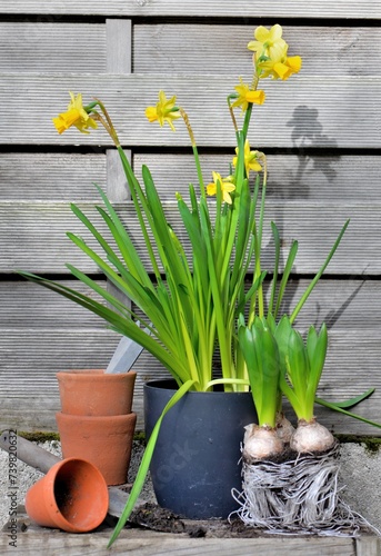 potted of narcissus and Hyacinth with terra cotta flower pot on wooden backgr...