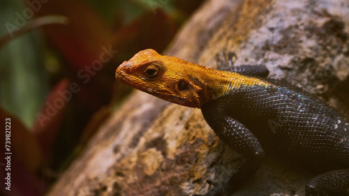 Reunion Island lizard Numibian rock agama (Agama planiceps Peters, 1862) basking on a rock photo