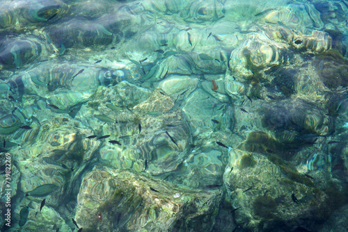 Fototapeta Naklejka Na Ścianę i Meble -  School of small fish in clear blue ocean