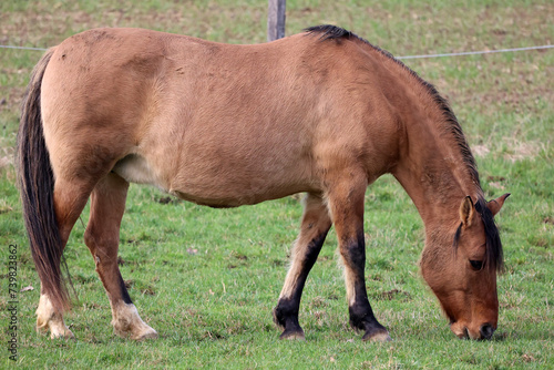 Horse grazing on a green meadow